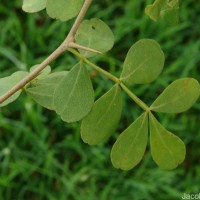 Limonia acidissima L.